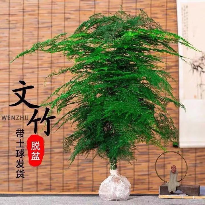 九华文竹盆栽植物办公室内绿植花卉客厅特大棵文竹苗矮生高端云竹