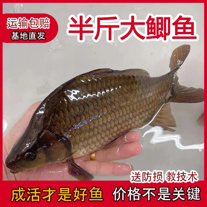 大品种中科五号鲫鱼工程鲫湘云鲫高背黄金鲫淡水养殖观赏鱼饲料