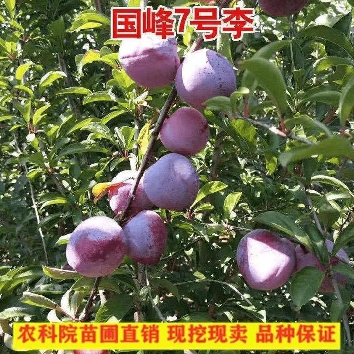 国峰七号李子树苗晚熟品种嫁接苗南方北方种植国丰7号辽宁新品种