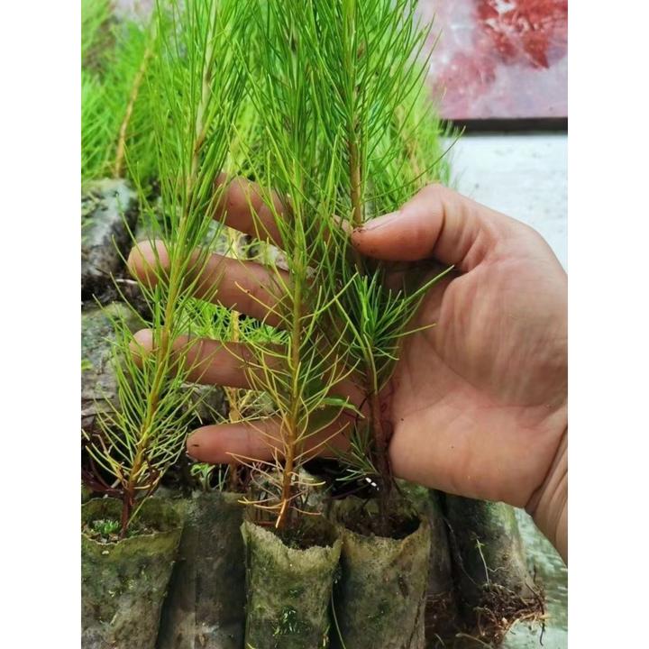 马尾松树苗马尾松杯苗马尾松苗马尾松小苗南北方种植野生松树苗