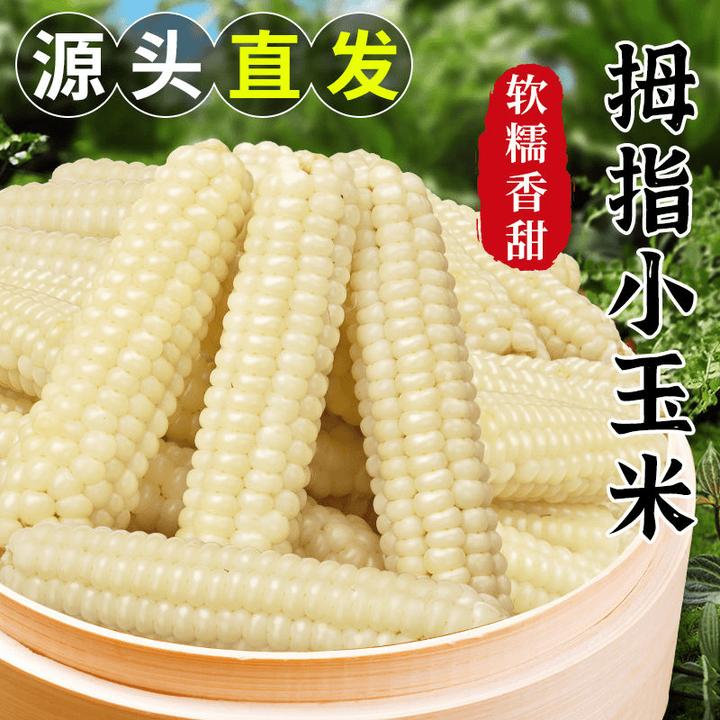云南西双版纳拇指玉米新鲜香糯小手指迷你甜糯真空装儿童玉米早餐