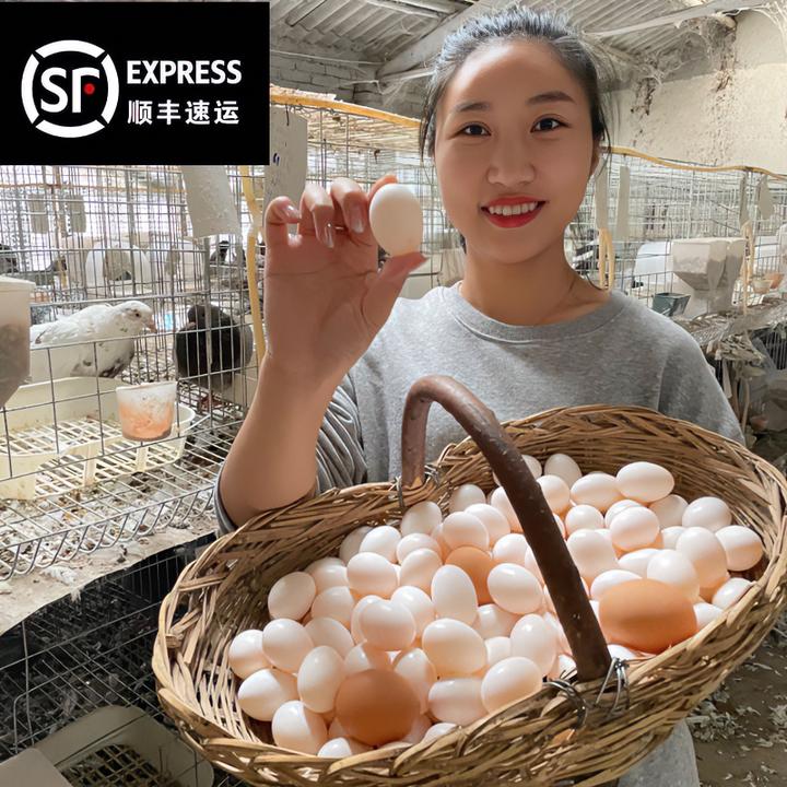 杂粮鸽子蛋 当天鲜蛋 鸽棚直发 顺丰包邮 （30枚-60枚装）