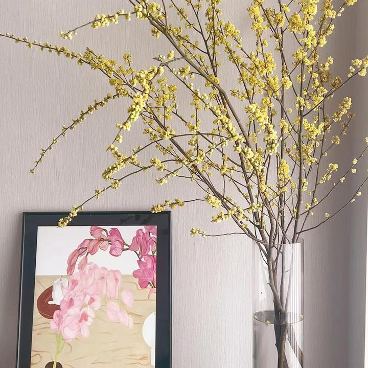 山姜子鲜切枝水培植物吊钟马醉木雪柳新年室内桌面装饰水养植物