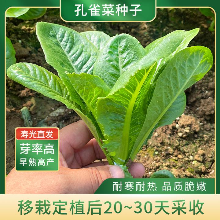 孔雀菜种子春季露天种植简单生菜种子四季阳台盆栽农家蔬菜种孑