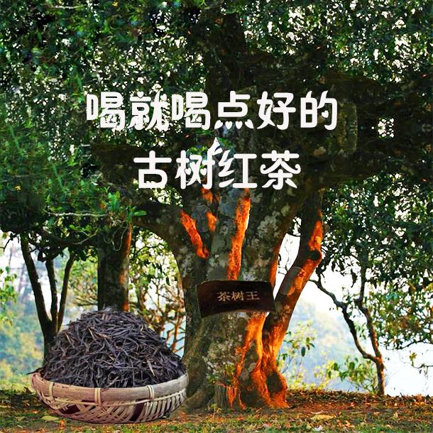 【古乔红】真古树晒红•云南凤庆大叶种老品种滇红～花香馥郁回甘持久