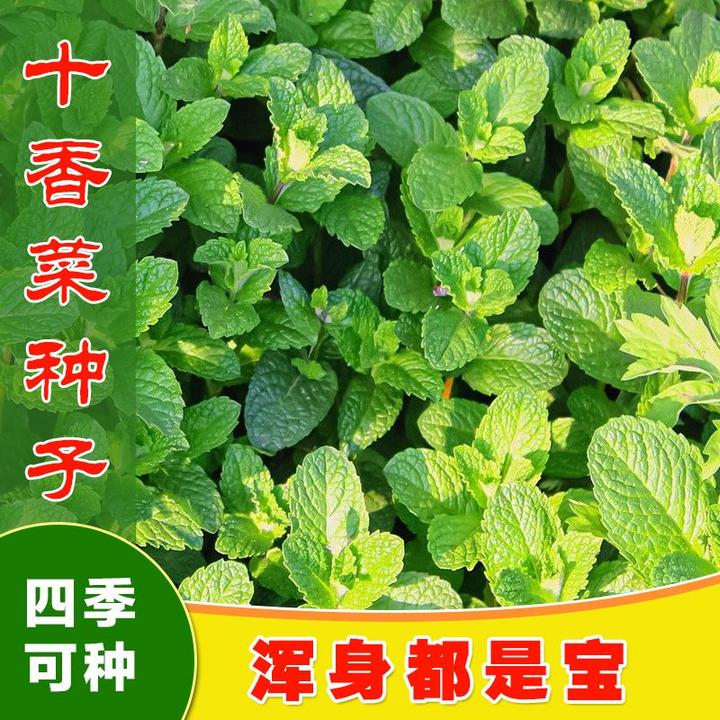 十香菜种子留兰香薄荷籽食用香草春秋农家田园四季盆栽蔬菜种