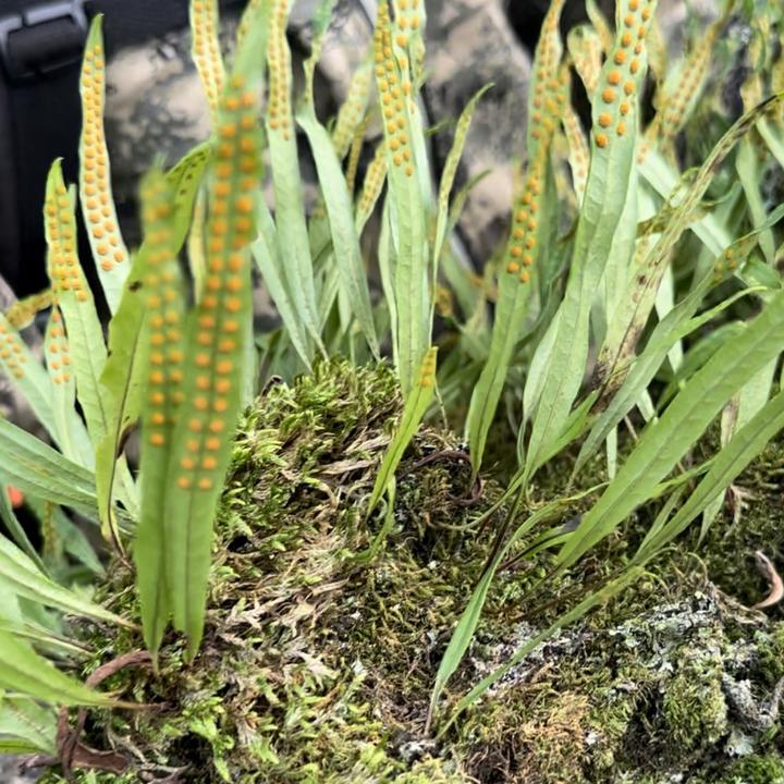 长白山『源产地』深山小草 黄金草 净含量50克 煮水泡水