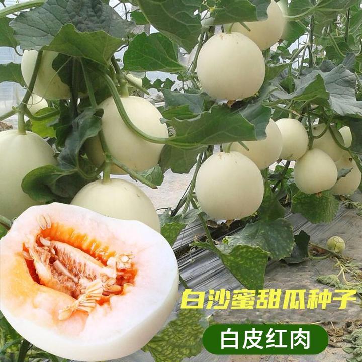 白沙蜜甜瓜种子冰糖甜瓜种籽春夏秋冬四季阳台盆栽蔬菜孑香瓜种子
