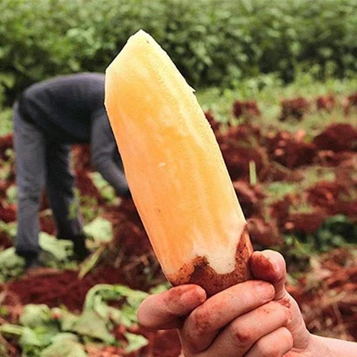 【特忦】云南正宗高原天山雪莲果爆脆甜新鲜水果当季整箱批发包邮