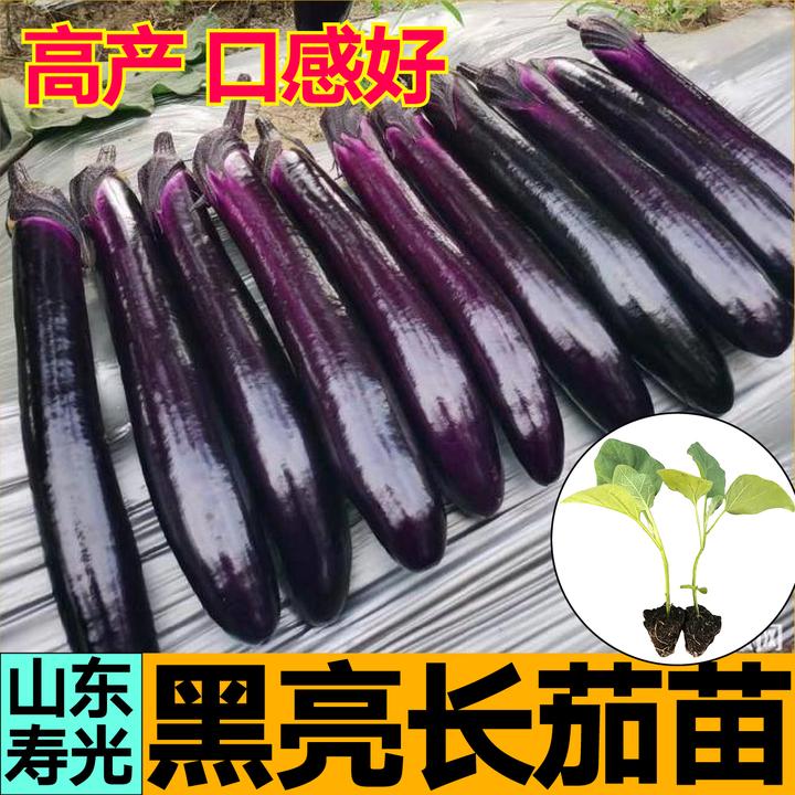 寿光黑亮长茄苗秧带土球黑圆茄白绿长茄杭茄竹丝茄子种子四季盆栽