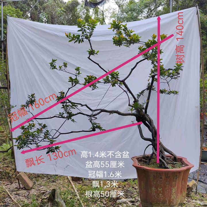 海岛春花石斑木盆景根艺自然扭曲成形春花树景观树意境桩一物一拍