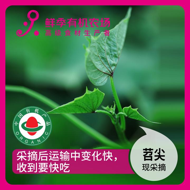 鲜季全自产 有机苕尖300克 芍尖 现采摘 顺丰空运 容易坏收到速吃