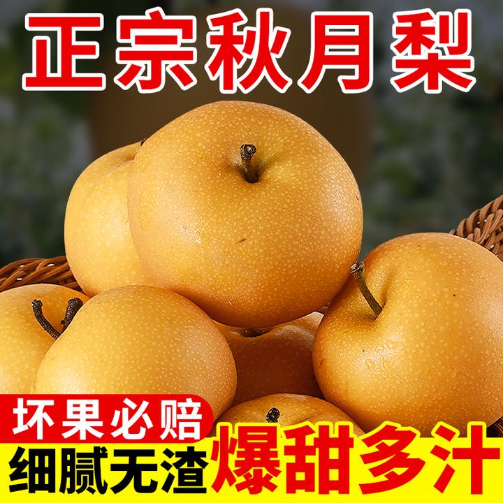 正宗山东烟台秋月梨香甜细腻化渣皮薄爽口