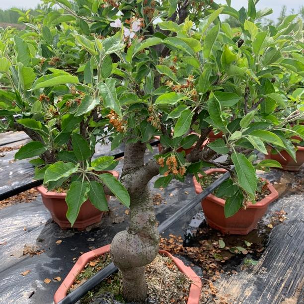 盆栽老桩（一物一拍）