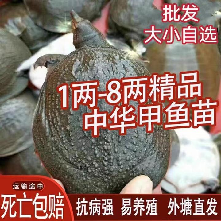 外塘养殖中华鳖团鱼养殖专用直播卖货生蚝水老鳖鲜活