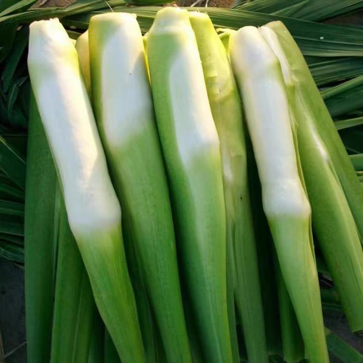 【左火火专属】带壳茭白新鲜蔬菜高笋茭瓜现摘现发包邮蔬菜营养