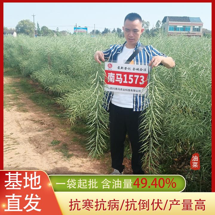 南马1573油菜种子杂交型秋季种植矮杆抗倒伏出油优质黑油菜籽种子