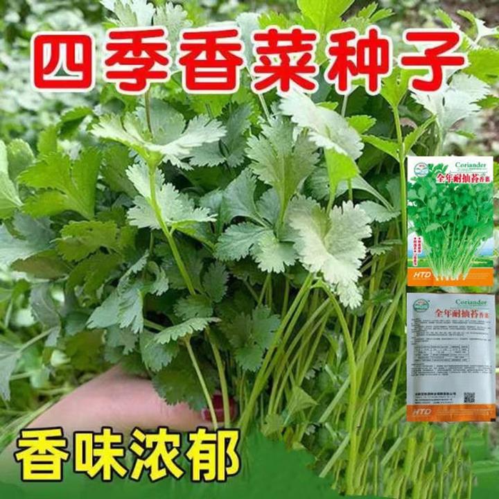 四季香菜种子优质言须芫菜种阳台盆栽种植田园蔬菜种籽简单易种