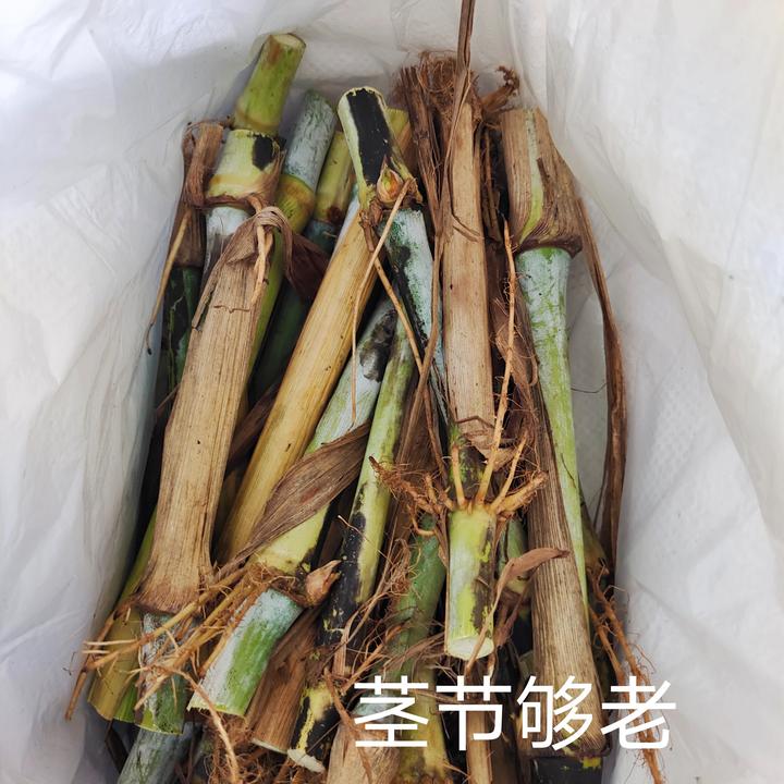甜象草无绒毛 产量高 现砍现发货