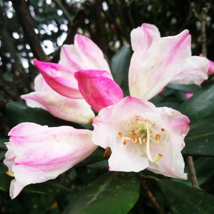 猴头杜鹃原生山采老桩绿植盆栽，四季常青不落叶，室内室外阳台庭院