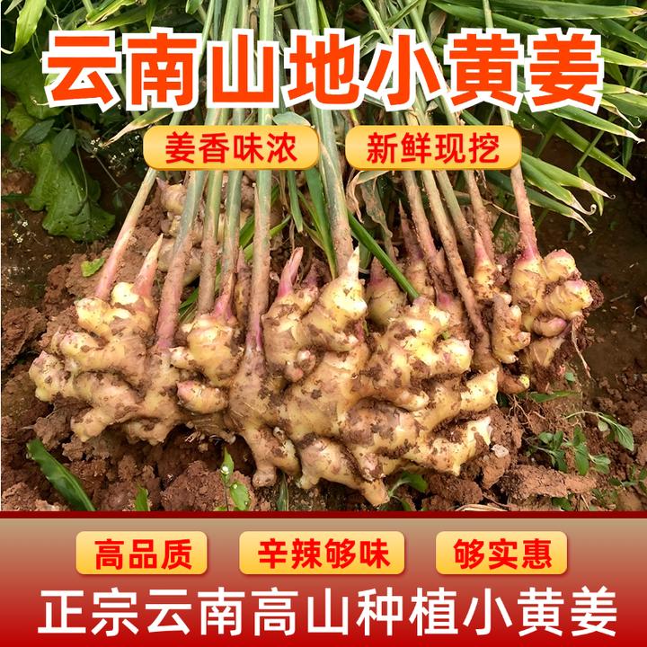 云南小黄姜山地种植【老姜】香味浓郁辛辣够味产地直销生姜新鲜姜