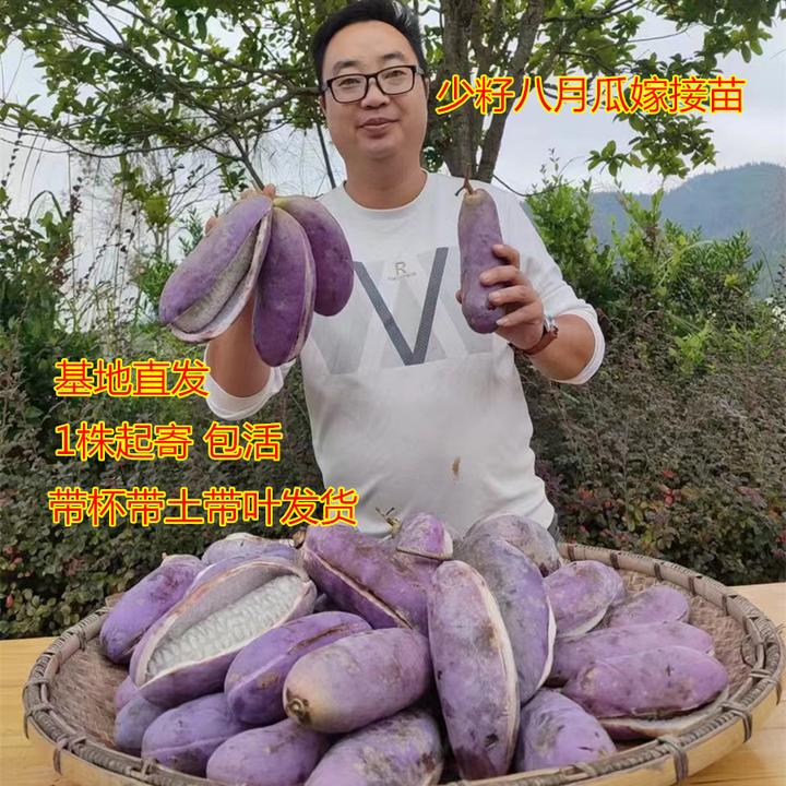 改良新品少籽八月瓜嫁接苗八月瓜嫁接大杯苗新品种多年生嫁接苗