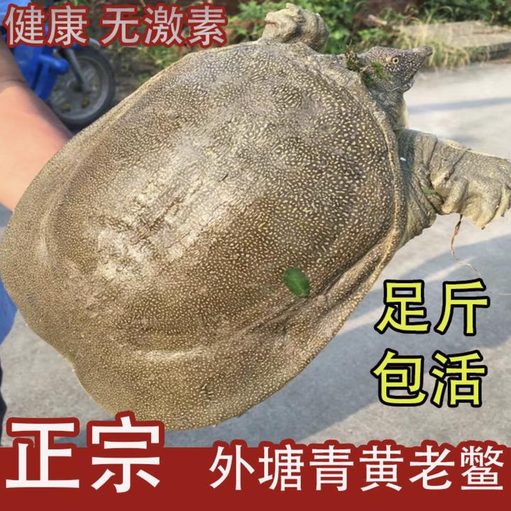 【顺丰快递】外塘仿野生态大甲鱼青黄背 1~7斤放养水鱼团鱼鲜活水产