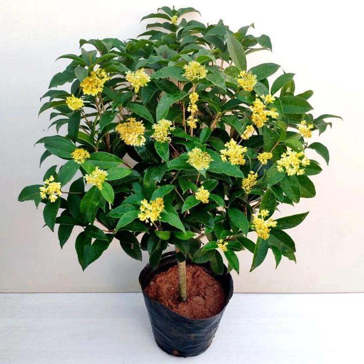 7.5年精品月月桂花盆栽地栽满树花苞花期超长耐寒耐热喜水喜阳