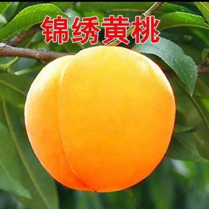 特大锦绣黄桃果树苗结果优质嫁接桃树苗盆栽地栽南北方室内外种植