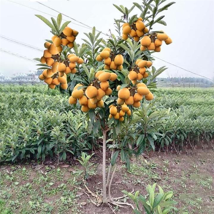 无核枇杷苗树特大砂糖大五星果树苗嫁接枇杷苗当年结果南北方种植