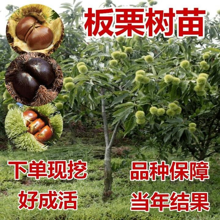 板栗苗树嫁接苗地栽南方北方种植当年结果耐寒特大板栗树果树果苗