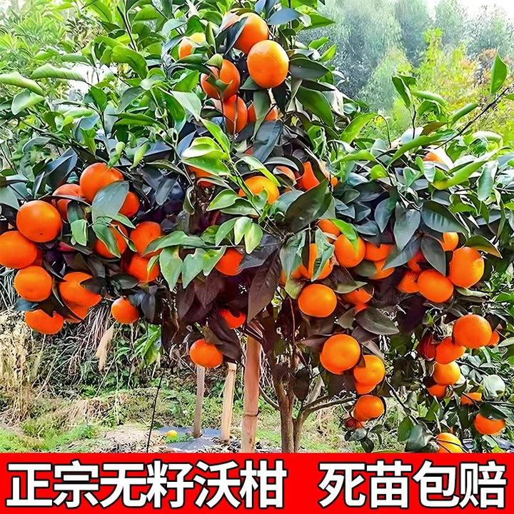 新品种沃柑树苗无核沃柑柑橘苗中柑所091无籽沃柑嫁接苗当年结果