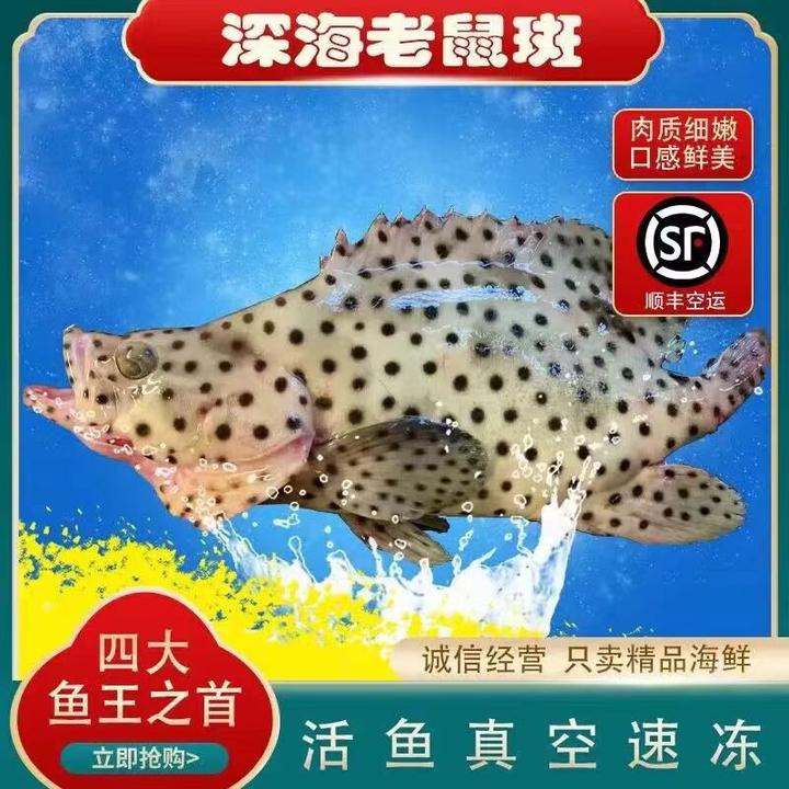 【老鼠斑】新鲜野生海钓老鼠斑深海捕捞味道鲜美细嫩紧实1-10斤/条