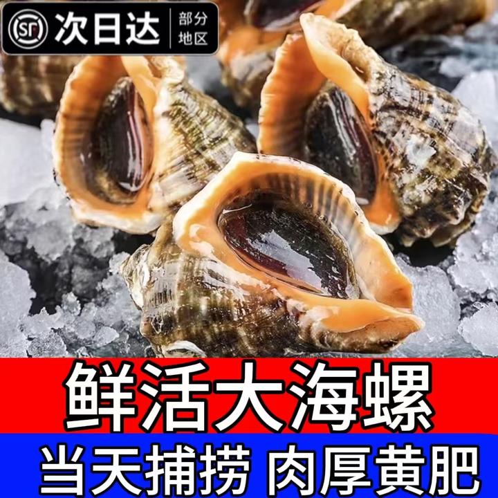 海螺鲜活超大海螺特大贝壳类海鲜水产非花螺猫眼螺新鲜当天海捕