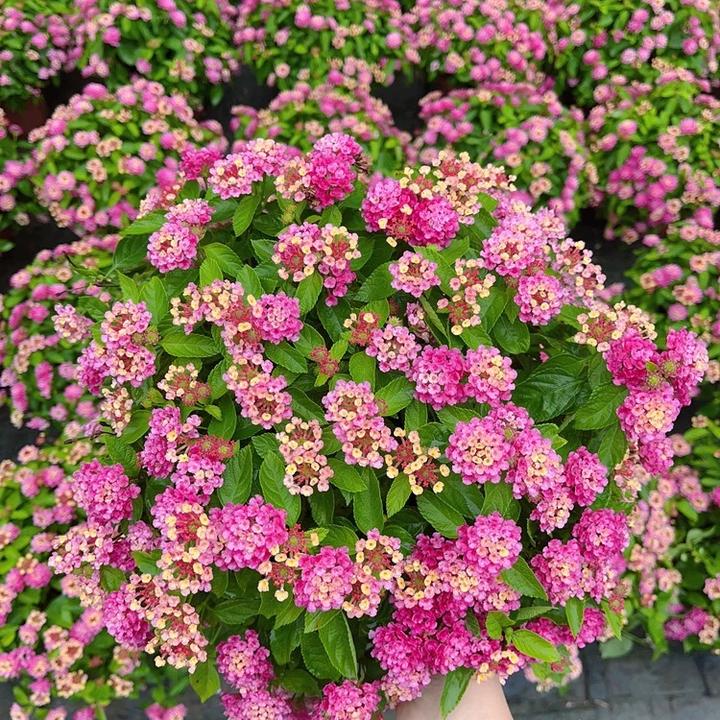 五色梅成品草本带花苞南方阳台庭院花园耐热耐晒绿植玉簪花