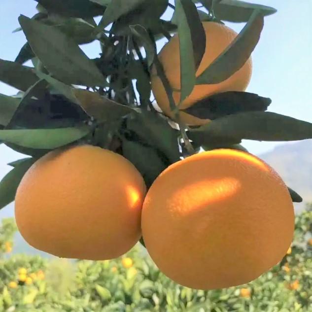 湖北秭归九月红橙子脐橙果冻橙甜橙现摘新鲜水果