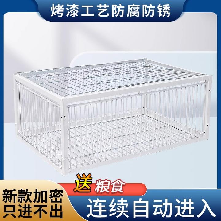 新款只进不出天落笼加密收鸽笼活络门撞门笼户外自动收鸽子神器