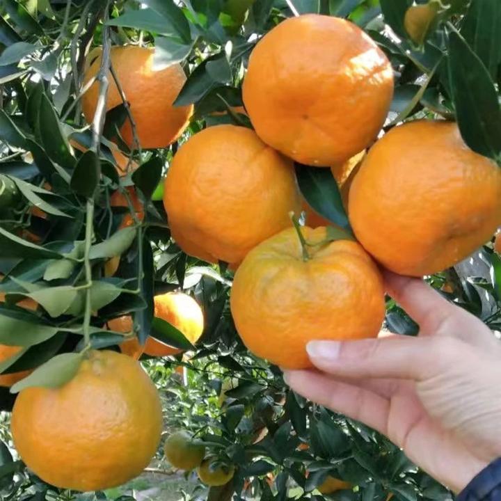 正宗云南头茬椪柑果园产地直发新鲜采摘现摘现发酸甜可口老少皆宜