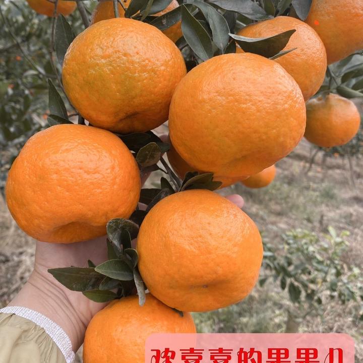 四川高山椪柑新鲜水果孕妇耙耙柑酸甜多汁现摘现发当季时令薄皮橘
