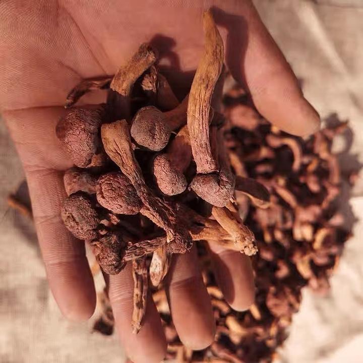 一宁-野生红菇半斤包邮