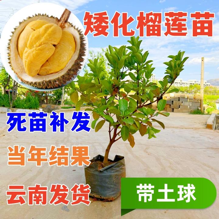 当年结果榴莲树苗南方北方种植地栽盆栽猫山王榴莲苗带土球发货