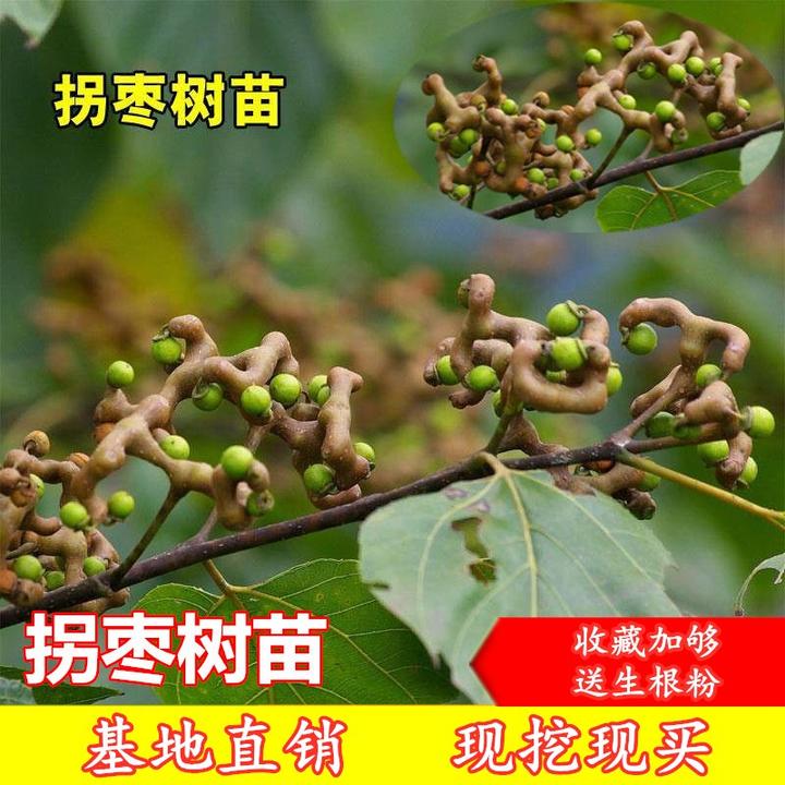 果树苗拐枣树苗万寿果鸡爪连 金钩梨当年结果苗 盆栽地栽