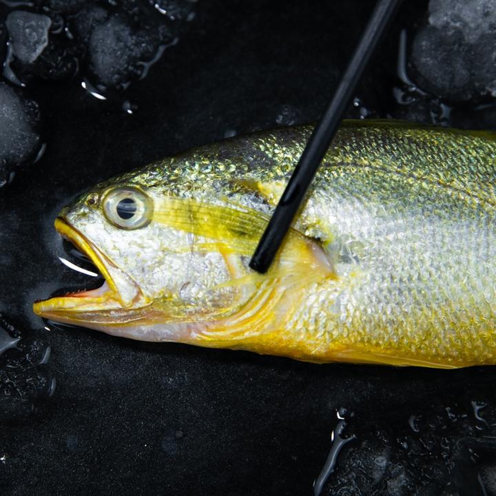 【5条款一斤】正宗舟山东海野生细麟大黄鱼