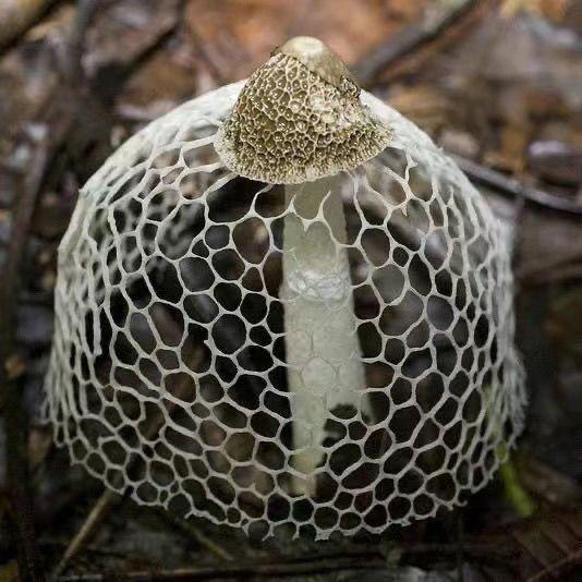 【不出包赔】爆款竹荪菌种竹参竹笙山珍之花四季土培种植蘑菇种
