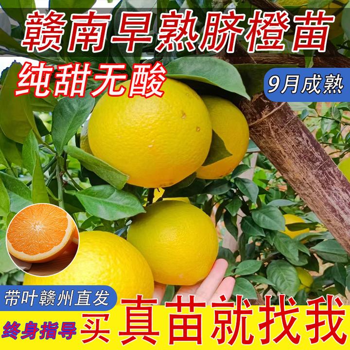 赣南早熟脐橙子9月成熟纯甜无酸耐寒耐旱嫁接苗带土球赣州发货