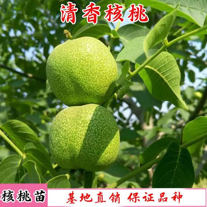 清香核桃树苗薄壳核桃苗嫁接核桃苗南北方种植核桃苗当年结果树苗