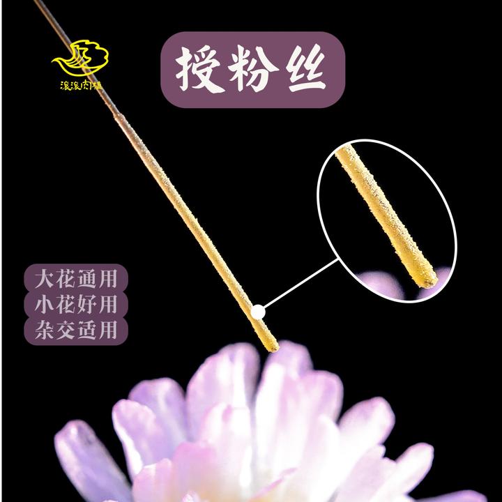 授粉丝授粉笔生石花肉锥番杏景天仙人球十二卷多肉植物授粉工具