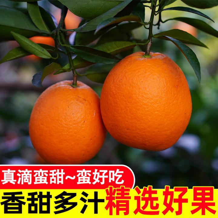 湖北宜昌秭归纽荷尔甜脐橙 新鲜采摘果园直发 净重3/5/9斤