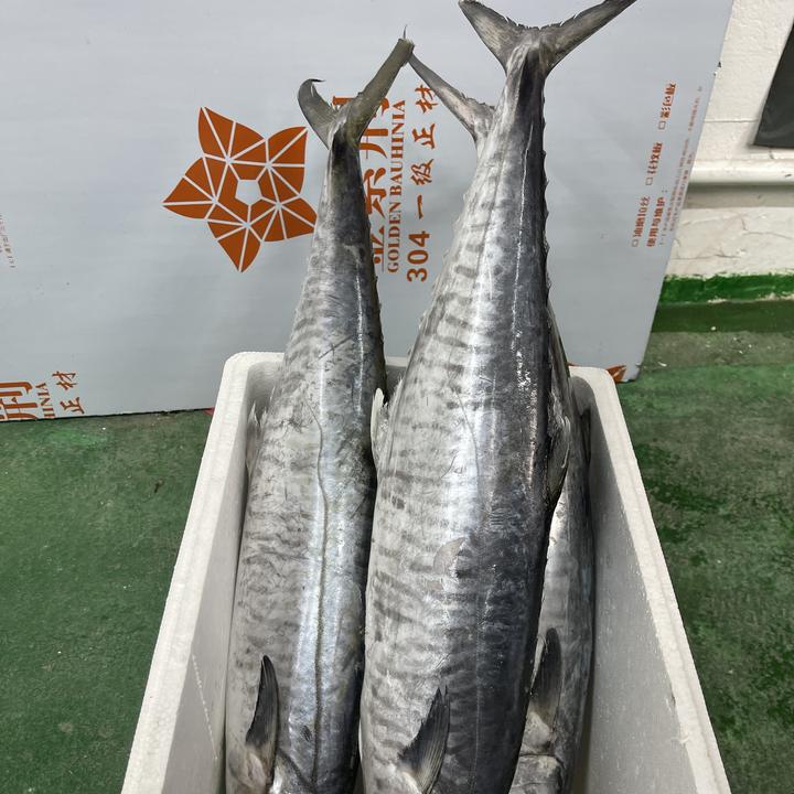 9斤正宗康氏马鲛鱼博贺港新鲜鲜活速冻深海海钓鲜嫩顺丰京东包邮