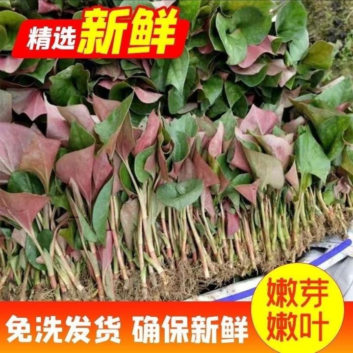 纯野生新鲜鱼腥草嫩叶折耳根嫩芽纯野生蔬菜凉拌